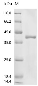 Recombinant Human cytomegalovirus Enhanced green fluorescent protein (egfp) (V164A,S176G)