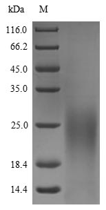 Recombinant Burkholderia thailandensis Type III secretion system needle protein (yscF)