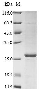 Recombinant Mesorhizobium delmotii FMN dependent NADH:quinone oxidoreductase (azoR)