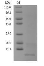 Recombinant Mycobacterium tuberculosis Antitoxin MT2731 (MT2731)