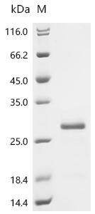 Recombinant Bacteriophage H30 Shiga-like toxin 1 subunit B (stxB)