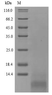 Recombinant Hypocrea jecorina Hydrophobin-2 (hfb2)