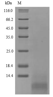 Recombinant Hypocrea jecorina Hydrophobin-2 (hfb2)