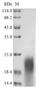 Recombinant Macrovipera lebetina obtusa Disintegrin obtustatin