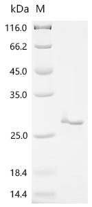 Recombinant Staphylococcus aureus Sortase A (srtA) (P94R,D160N,D165A,K190E,K196T,D124G,Y187L,E189R), partial