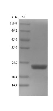 Recombinant White-rot fungus Cellobiose dehydrogenase (CDH-1), partial
