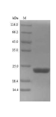 Recombinant White-rot fungus Cellobiose dehydrogenase (CDH-1), partial