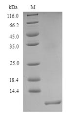 Recombinant Ophiostoma ulmi CeRato-ulmin (CU)