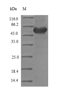 Recombinant Chicken Ovoinhibitor (OIH), partial