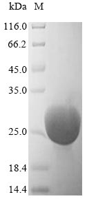 Recombinant Rat Trypsin-4 (Try4)