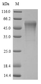 Recombinant Rat Trypsin-4 (Try4)