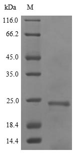 Recombinant Hordeum vulgare Dehydrin DHN1 (DHN1)