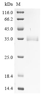 Recombinant 1-phosphatidylinositol phosphodiesterase