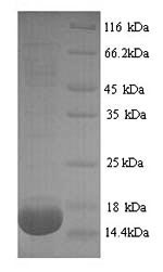 Recombinant Rat Phospholipase A2, membrane associated (Pla2g2a)