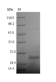 Recombinant Streptomyces hygroscopicus Phosphinothricin N-acetyltransferase (bar)
