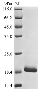 Recombinant Bovine coronavirus Non-structural protein of 4.9 kDa (4a)