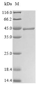 Recombinant Shigella flexneri Invasin ipaB (ipaB), partial
