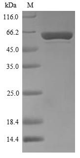 Recombinant Thermus aquaticus DNA polymerase I, thermostable (polA), partial