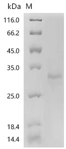 Recombinant Plasmodium falciparum Thrombospondin-related anonymous protein (TRAP), partial