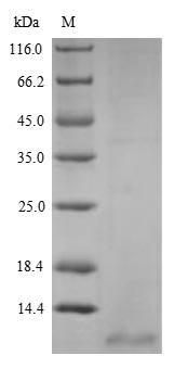 Recombinant Anguilla japonica C-type natriuretic peptide (cnp)