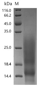Recombinant Cat Major allergen I polypeptide chain 2 (CH2)