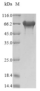 Recombinant Saccharomyces cerevisiae Alpha-1,3-mannosyltransferase MNT3 (MNT3), partial