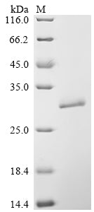 Recombinant Dermatophagoides pteronyssinus Mite allergen Der p 3 (DERP3)