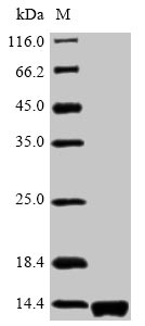 Recombinant Salmonella typhimurium Protein PrgJ (prgJ)
