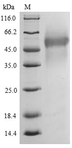 Recombinant Salmonella typhimurium Protein PrgJ (prgJ)