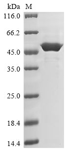 Recombinant Nicotiana tabacum 3-phosphoshikimate 1-carboxyvinyltransferase 1, chloroplastic (EPSPS-1)