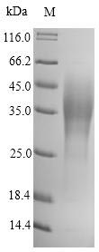 Recombinant Yersinia pestis F1 capsule antigen (caf1)