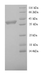 Recombinant Xenopus laevis Protein Wnt-8 (wnt8)