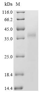 Recombinant Candida albicans Hyphally-regulated protein (HYR1), partial