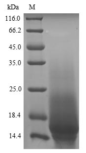 Recombinant Parietaria judaica Probable non-specific lipid-transfer protein 2