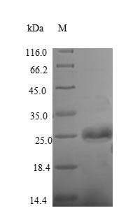 Recombinant Bacillus thuringiensis subsp. kurstaki Pesticidal crystal protein cry1Ac (cry1Ac), partial