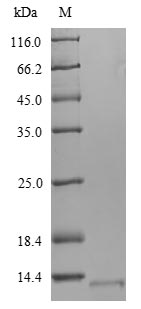 Recombinant Mycobacterium tuberculosis 6KDA early secretory antigenic target (esxA), partial