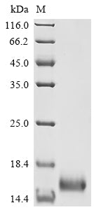 Recombinant Mycobacterium tuberculosis Protein Rv1269c (Rv1269c)
