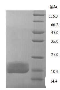 Recombinant Escherichia coli Lipopolysaccharide export system protein LptA (lptA)