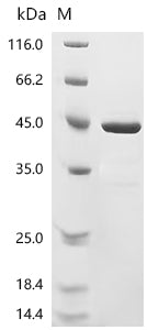 Recombinant Escherichia coli DNA gyrase subunit B (gyrB), partial
