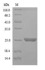 Recombinant Saccharomyces cerevisiae GTP-binding protein YPT1 (YPT1)