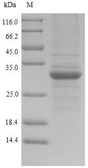 Recombinant Human HLA class II histocompatibility antigen, DR alpha chain (HLA-DRA)