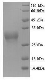 Recombinant Triticum monococcum Omega-gliadin, partial