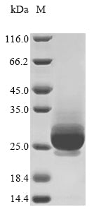 Recombinant Vaccinia virus Entry-fusion complex associated protein OPG095 (OPG099), partial