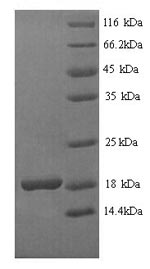 Recombinant Bacillus thuringiensis subsp. kurstaki Pesticidal crystal protein Cry1Ab (cry1Ab), partial