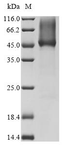 Recombinant Apis mellifera Hyaluronidase