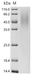 Recombinant Mycolicibacterium smegmatis 3-oxosteroid 1-dehydrogenase (ksdD)