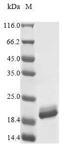 Recombinant Mycobacterium smegmatis Porin MspA (mspA)