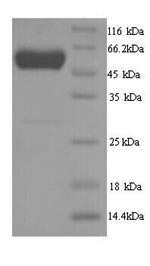 Recombinant Danio rerio D-2-hydroxyglutaRate dehydrogenase, mitochondrial (d2hgdh)