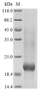 Recombinant Puccinia triticina Secreted protein