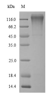 Recombinant Bovine Serpin A3-5 (SERPINA3-5)